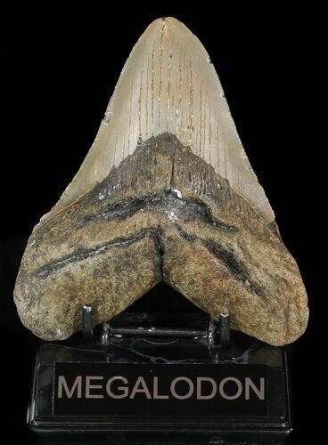 Bargain, Megalodon Tooth - North Carolina #48897